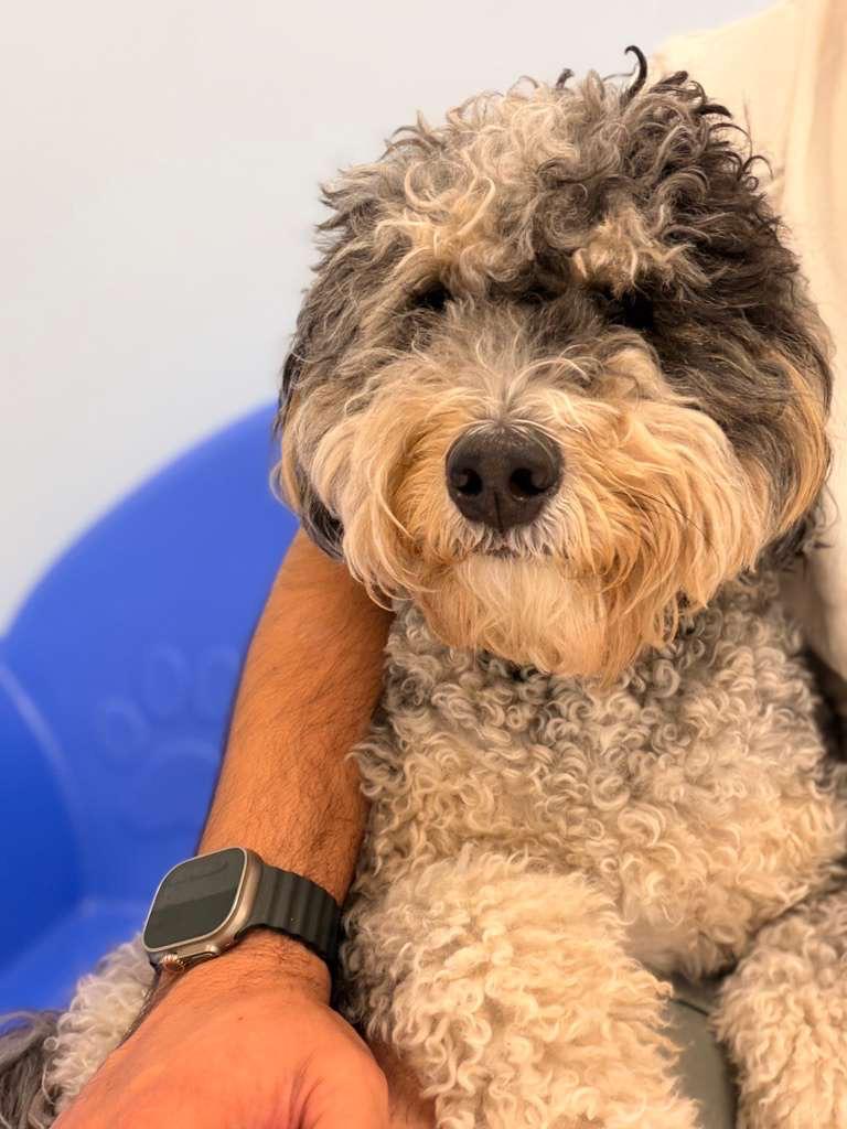 Fido Playhouse — PHOTO-2026-04-27-11-51-31 5